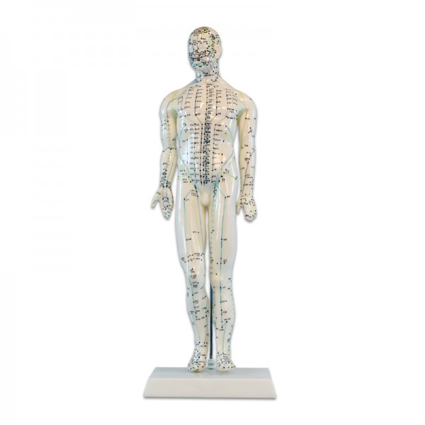 Modello anatomico del corpo umano maschile 46 cm: 361 punti di agopuntura e 80 punti curiosi
